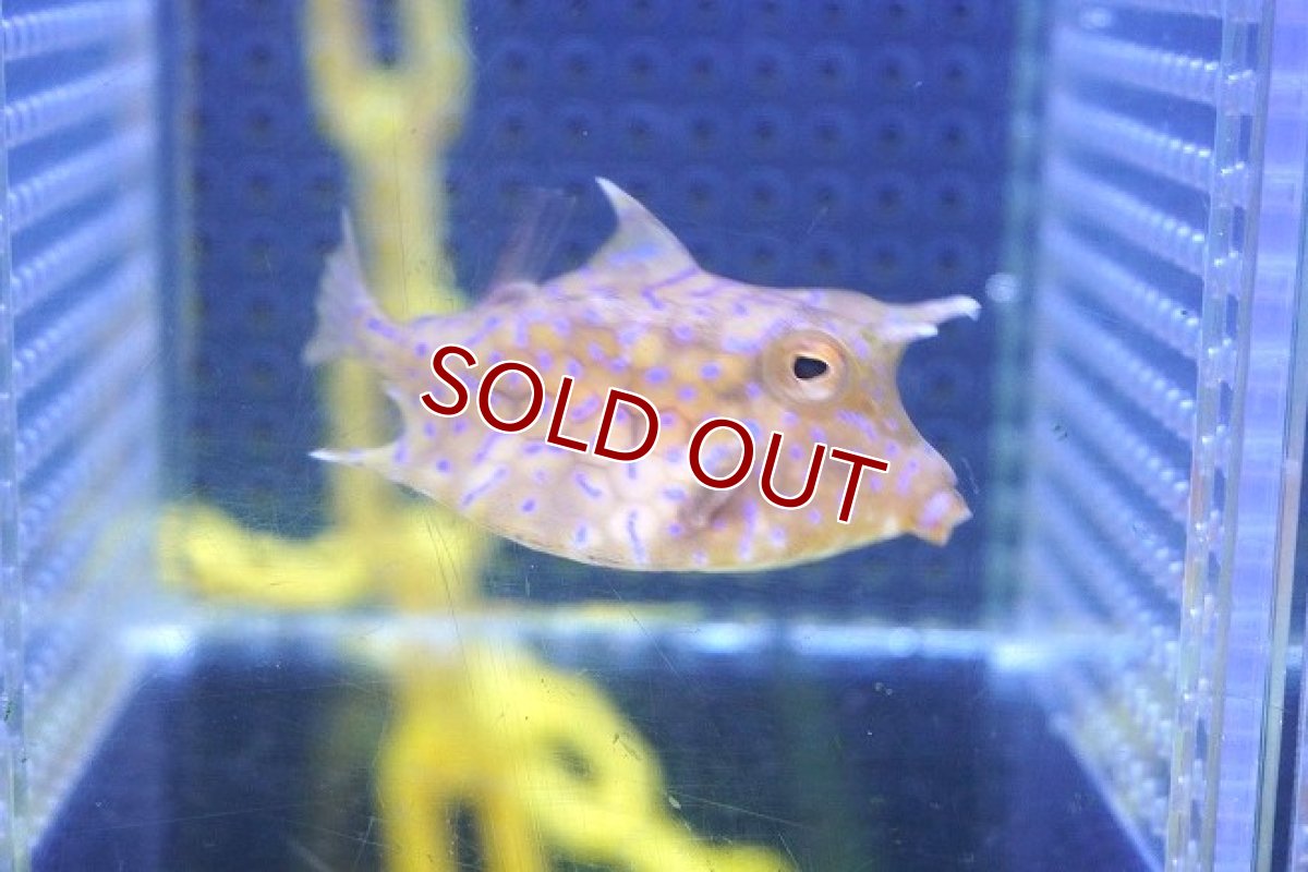 画像2: 【海水魚・フグ】シマウミスズメ（SMサイズ）【1匹】（±4-5cm） (サンプル画像）（生体）(海水魚) (2)