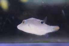 画像1: 【海水魚・フグ】【通販】 ヒメキンチャクフグ【1匹】（±3-5cm） (サンプル画像）（生体）(海水魚) (1)