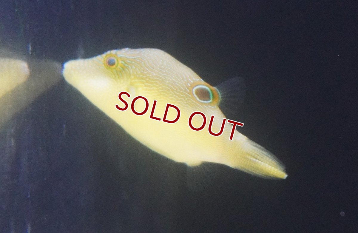 画像3: 【海水魚・フグ】【通販】 ヒメキンチャクフグ【1匹】（±3-5cm） (サンプル画像）（生体）(海水魚) (3)
