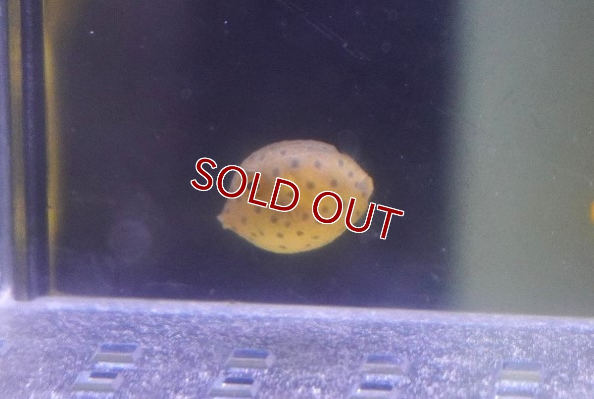 画像2: 【海水魚・フグ】【通販】可愛いサイズ♪ハコフグ（Tiny)(1匹)（±1.5-3cm）(サンプル画像）（生体）(海水魚) (2)