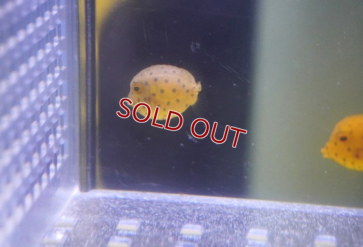 画像3: 【海水魚・フグ】【通販】可愛いサイズ♪ハコフグ（Tiny)(1匹)（±1.5-3cm）(サンプル画像）（生体）(海水魚) (3)