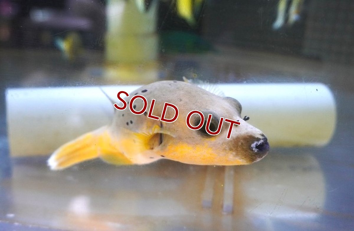 画像2: 【海水魚・フグ】【通販】コクテンフグ（ハーフイエロー）Mサイズ【1匹】（±8-10cm）（サンプル画像）（生体）(海水魚) (2)