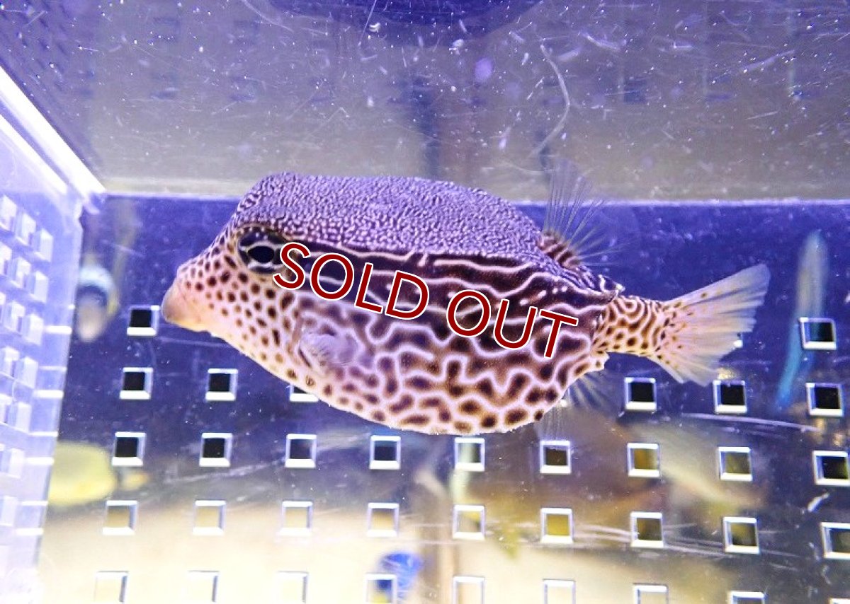 画像1: 【海水魚・フグ】【通販】レキュレイトボックスフィッシュ【1匹】（±5-8cm）（サンプル画像）（生体）(海水魚) (1)