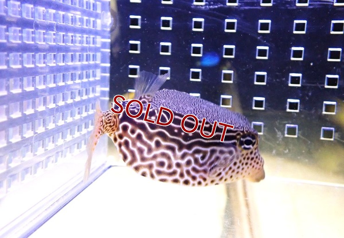 画像2: 【海水魚・フグ】【通販】レキュレイトボックスフィッシュ【1匹】（±5-8cm）（サンプル画像）（生体）(海水魚) (2)