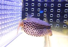画像2: 【海水魚・フグ】【通販】レキュレイトボックスフィッシュ【1匹】（±5-8cm）（サンプル画像）（生体）(海水魚) (2)