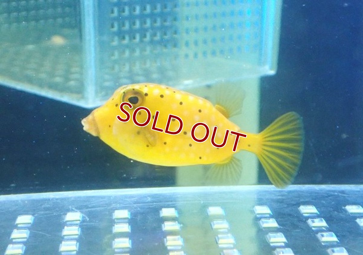 画像1: 【海水魚・フグ】【通販】ハコフグ（M)【1匹】（±4-5cm） (サンプル画像）（生体）(海水魚) (1)