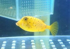 画像1: 【海水魚・フグ】【通販】ハコフグ（M)【1匹】（±4-5cm） (サンプル画像）（生体）(海水魚) (1)