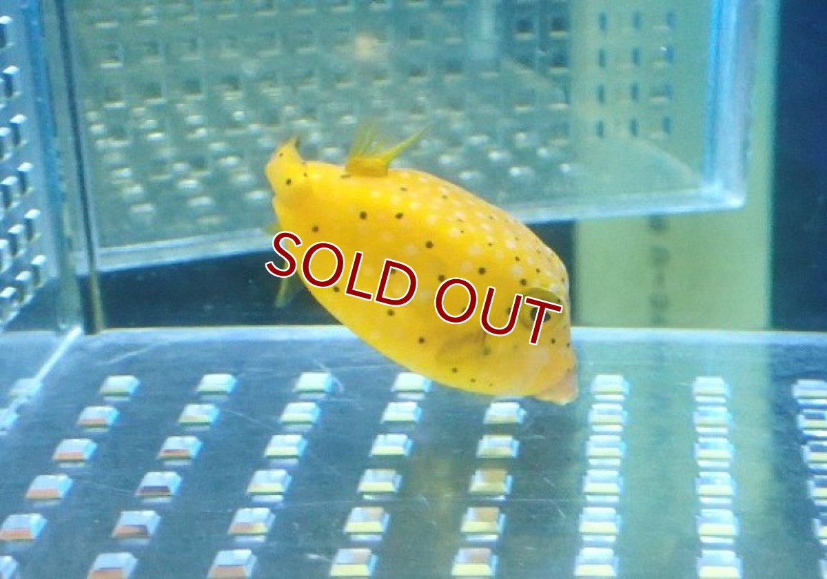 画像2: 【海水魚・フグ】【通販】ハコフグ（M)【1匹】（±4-5cm） (サンプル画像）（生体）(海水魚) (2)