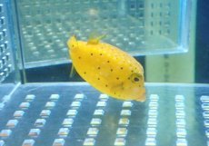 画像2: 【海水魚・フグ】【通販】ハコフグ（M)【1匹】（±4-5cm） (サンプル画像）（生体）(海水魚) (2)