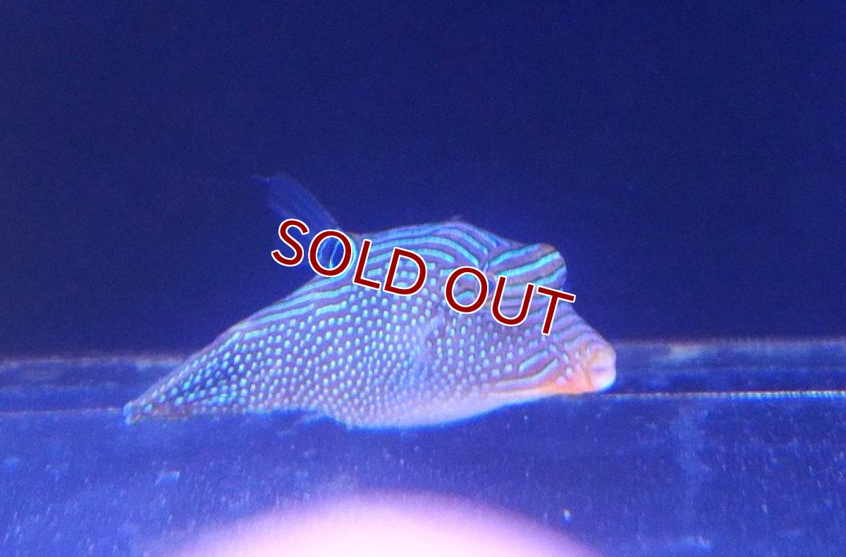 画像1: 【ウィンターセール 10％OFF対象商品】 【海水魚・フグ】【通販】アラレキンチャクフグ【1匹】（±7-8cm） (サンプル画像）（生体）(海水魚) (1)