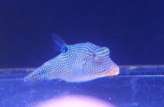 画像1: 【ウィンターセール 10％OFF対象商品】 【海水魚・フグ】【通販】アラレキンチャクフグ【1匹】（±7-8cm） (サンプル画像）（生体）(海水魚) (1)