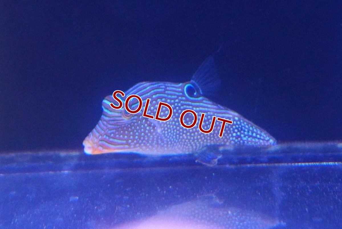 画像2: 【ウィンターセール 10％OFF対象商品】 【海水魚・フグ】【通販】アラレキンチャクフグ【1匹】（±7-8cm） (サンプル画像）（生体）(海水魚) (2)