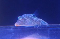 画像2: 【ウィンターセール 10％OFF対象商品】 【海水魚・フグ】【通販】アラレキンチャクフグ【1匹】（±7-8cm） (サンプル画像）（生体）(海水魚) (2)