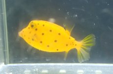 画像1: 【海水魚・フグ】【通販】ミナミハコフグ（Mサイズ）【1匹】（±4-5cm） (サンプル画像）（生体）(海水魚) (1)