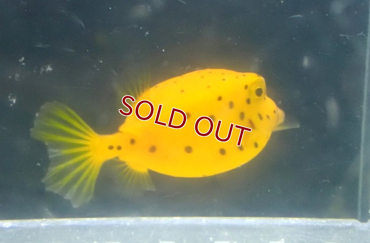 画像2: 【海水魚・フグ】【通販】ミナミハコフグ（Mサイズ）【1匹】（±4-5cm） (サンプル画像）（生体）(海水魚) (2)