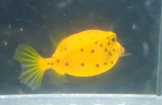 画像2: 【海水魚・フグ】【通販】ミナミハコフグ（Mサイズ）【1匹】（±4-5cm） (サンプル画像）（生体）(海水魚) (2)