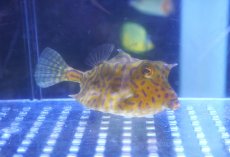 画像1: 【海水魚・フグ】【通販】シマウミスズメ（MLサイズ）【1匹】（±8-10cm）（サンプル画像）（生体）(海水魚) (1)