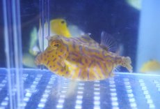画像2: 【海水魚・フグ】【通販】シマウミスズメ（MLサイズ）【1匹】（±8-10cm）（サンプル画像）（生体）(海水魚) (2)