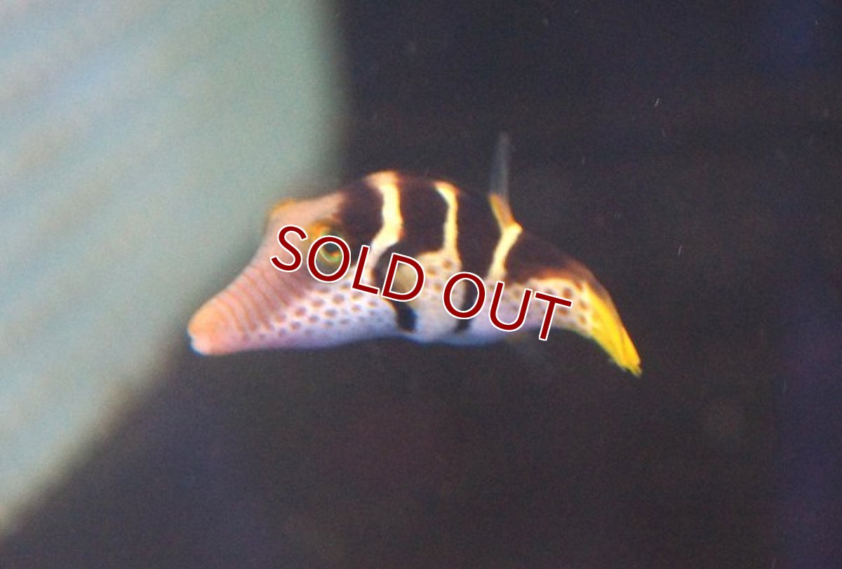 画像2: 【海水魚・フグ】シマキンチャクフグ (1匹)±5-7cm(サンプル画像）（生体）(海水魚)（サンゴ） (2)