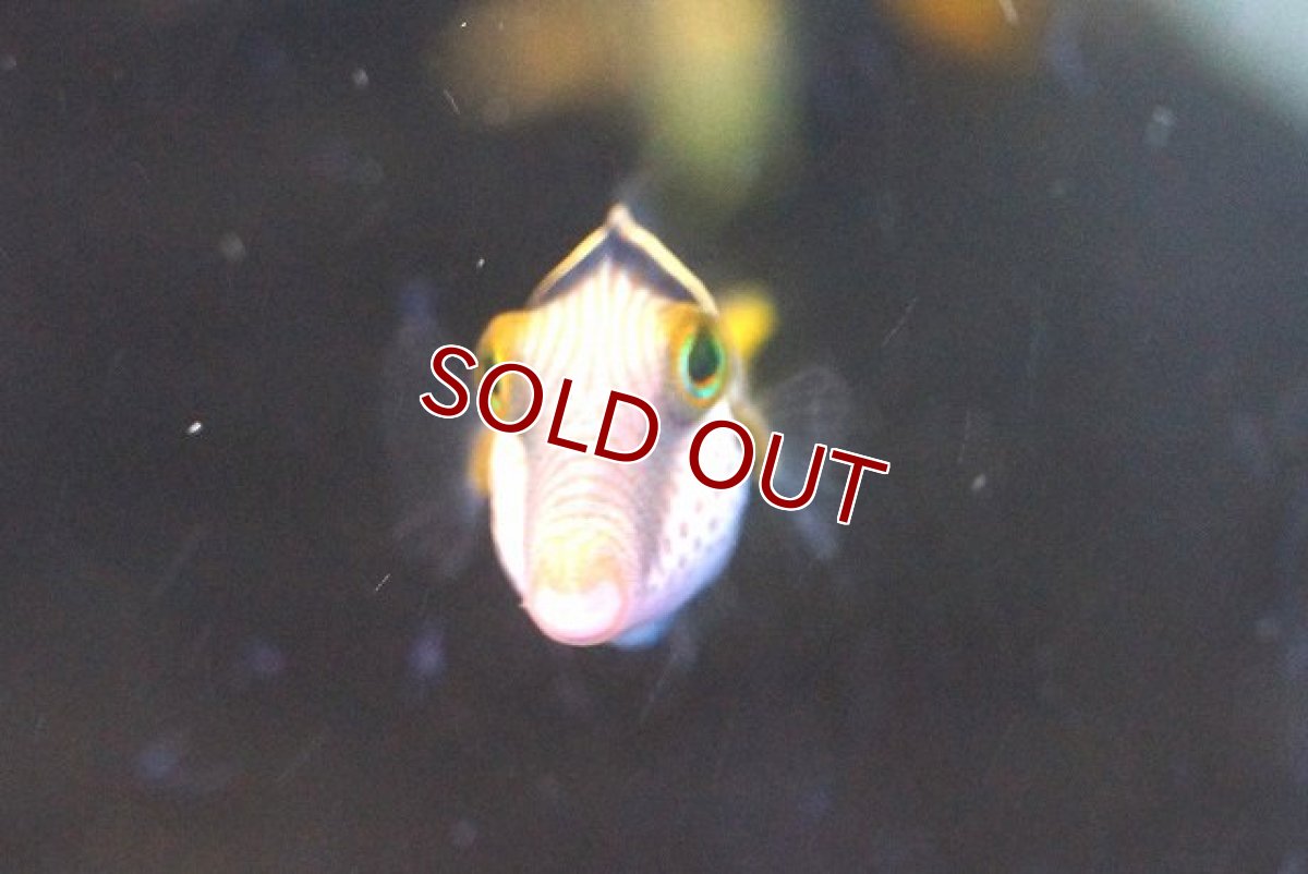 画像3: 【海水魚・フグ】シマキンチャクフグ (1匹)±5-7cm(サンプル画像）（生体）(海水魚)（サンゴ） (3)