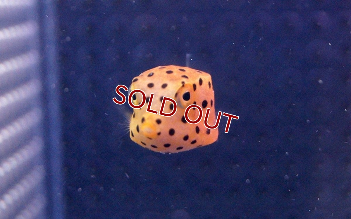 画像2: 【海水魚】ミナミハコフグ Sサイズ (1匹)1.5-3cm前後(サンプル画像）（生体）(海水魚)（サンゴ） (2)