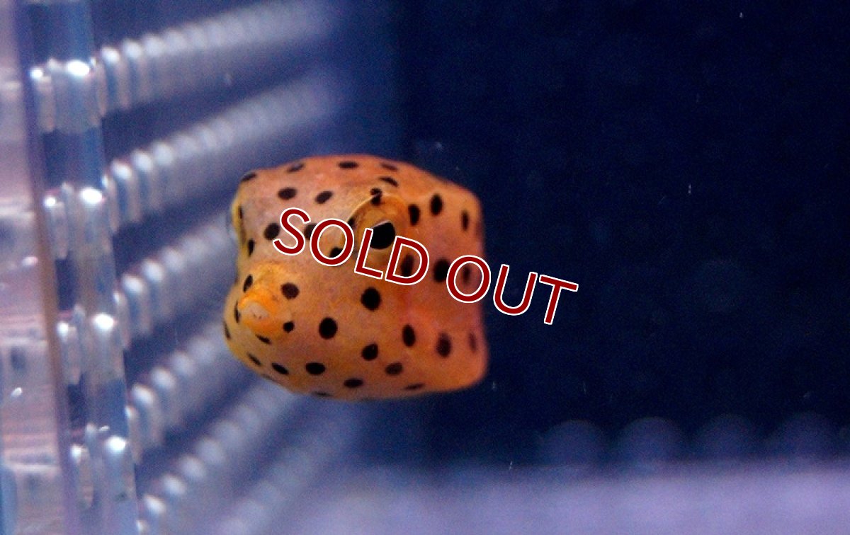 画像3: 【海水魚】ミナミハコフグ Sサイズ (1匹)1.5-3cm前後(サンプル画像）（生体）(海水魚)（サンゴ） (3)