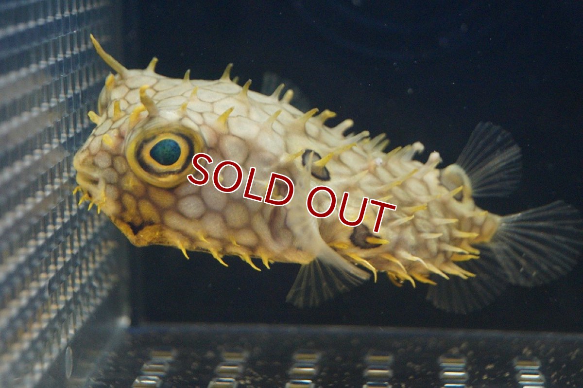 画像1: 【海水魚】ウェブバーフィッシュ　（M-MLサイズ）(1匹)10-12cm前後(サンプル画像）（生体）(海水魚)（サンゴ） (1)