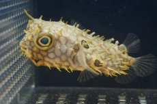 画像1: 【海水魚】ウェブバーフィッシュ　（M-MLサイズ）(1匹)10-12cm前後(サンプル画像）（生体）(海水魚)（サンゴ） (1)