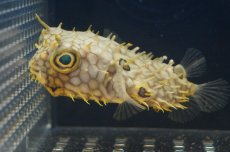 画像1: 【海水魚】【通販】ウェブバーフィッシュ　（M-MLサイズ）(1匹)10-12cm前後(サンプル画像）（生体）(海水魚)（サンゴ） (1)