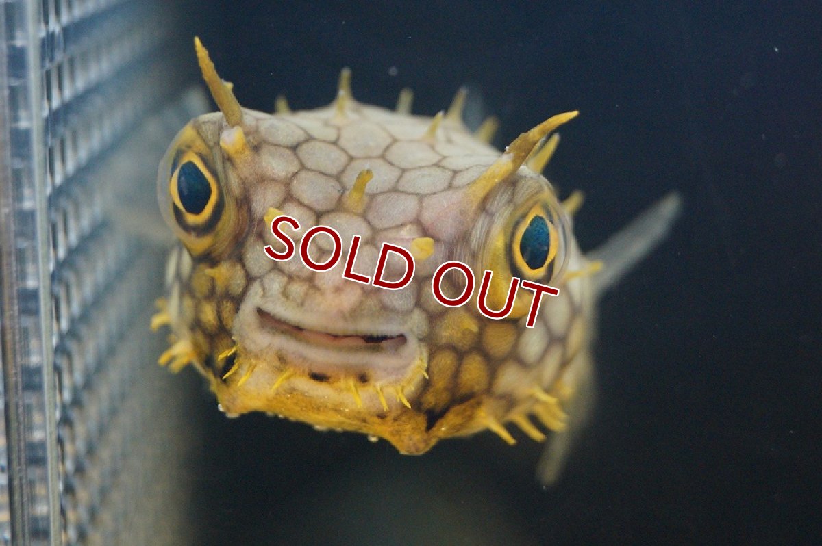 画像2: 【海水魚】ウェブバーフィッシュ　（M-MLサイズ）(1匹)10-12cm前後(サンプル画像）（生体）(海水魚)（サンゴ） (2)