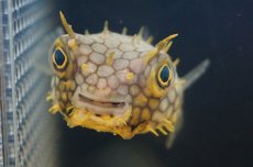 画像2: 【海水魚】ウェブバーフィッシュ　（M-MLサイズ）(1匹)10-12cm前後(サンプル画像）（生体）(海水魚)（サンゴ） (2)