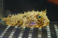 画像3: 【海水魚】ウェブバーフィッシュ　（M-MLサイズ）(1匹)10-12cm前後(サンプル画像）（生体）(海水魚)（サンゴ） (3)