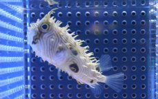 画像3: 【海水魚】【通販】ストライプドバーフィッシュ　（Mサイズ）(1匹)9-11ｃｍ前後(サンプル画像）（生体）(海水魚)（サンゴ） (3)