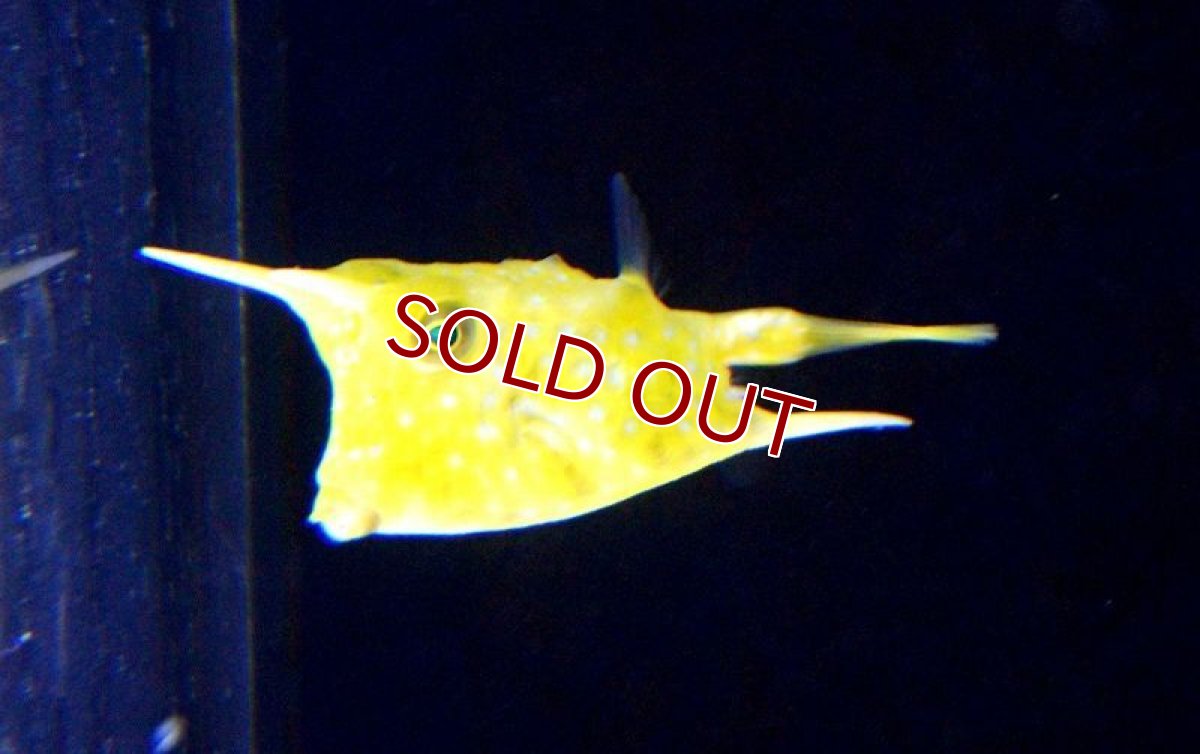 画像3: 【海水魚】コンゴウフグ （SMサイズ） (1匹)±3-4cm前後(サンプル画像）（生体）(海水魚)（サンゴ） (3)