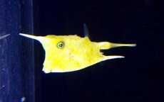 画像3: 【海水魚】【通販】コンゴウフグ （SMサイズ） (1匹)±4-5cm前後(サンプル画像）（生体）(海水魚)（サンゴ） (3)