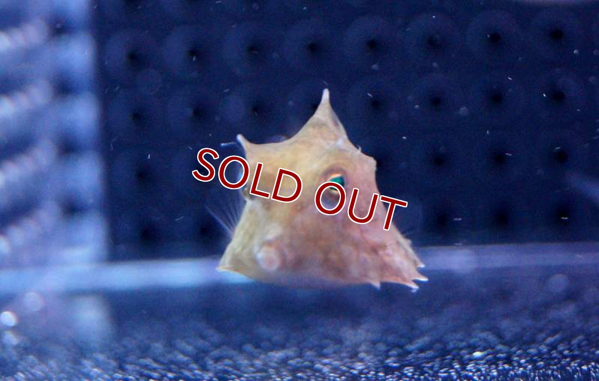 画像2: 【海水魚】ラクダハコフグ (XS-Sサイズ）(1匹)±2-3cm前後(サンプル画像）（生体）(海水魚)（サンゴ） (2)