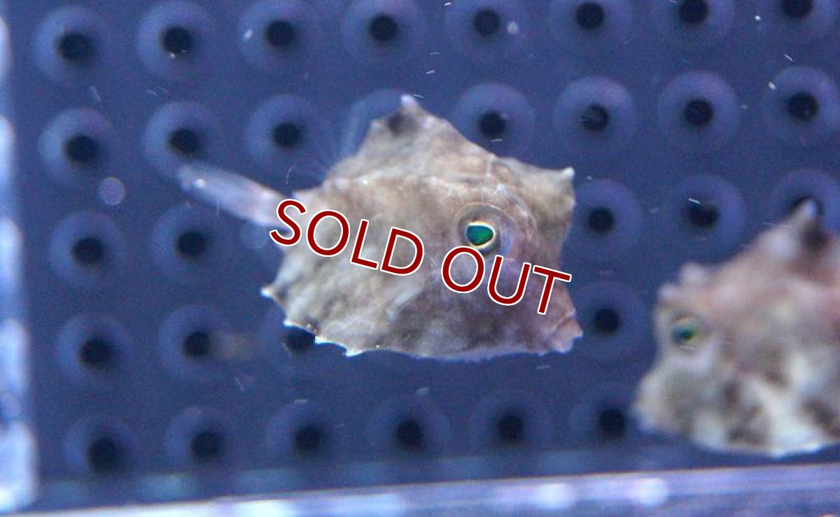 画像3: 【海水魚】ラクダハコフグ (XS-Sサイズ）(1匹)±2-3cm前後(サンプル画像）（生体）(海水魚)（サンゴ） (3)