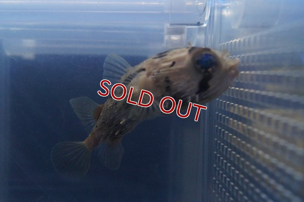 画像2: 【海水魚】ハリセンボン （SMサイズ)(1匹)±5-7cm前後(サンプル画像）（生体）(海水魚)（サンゴ） (2)