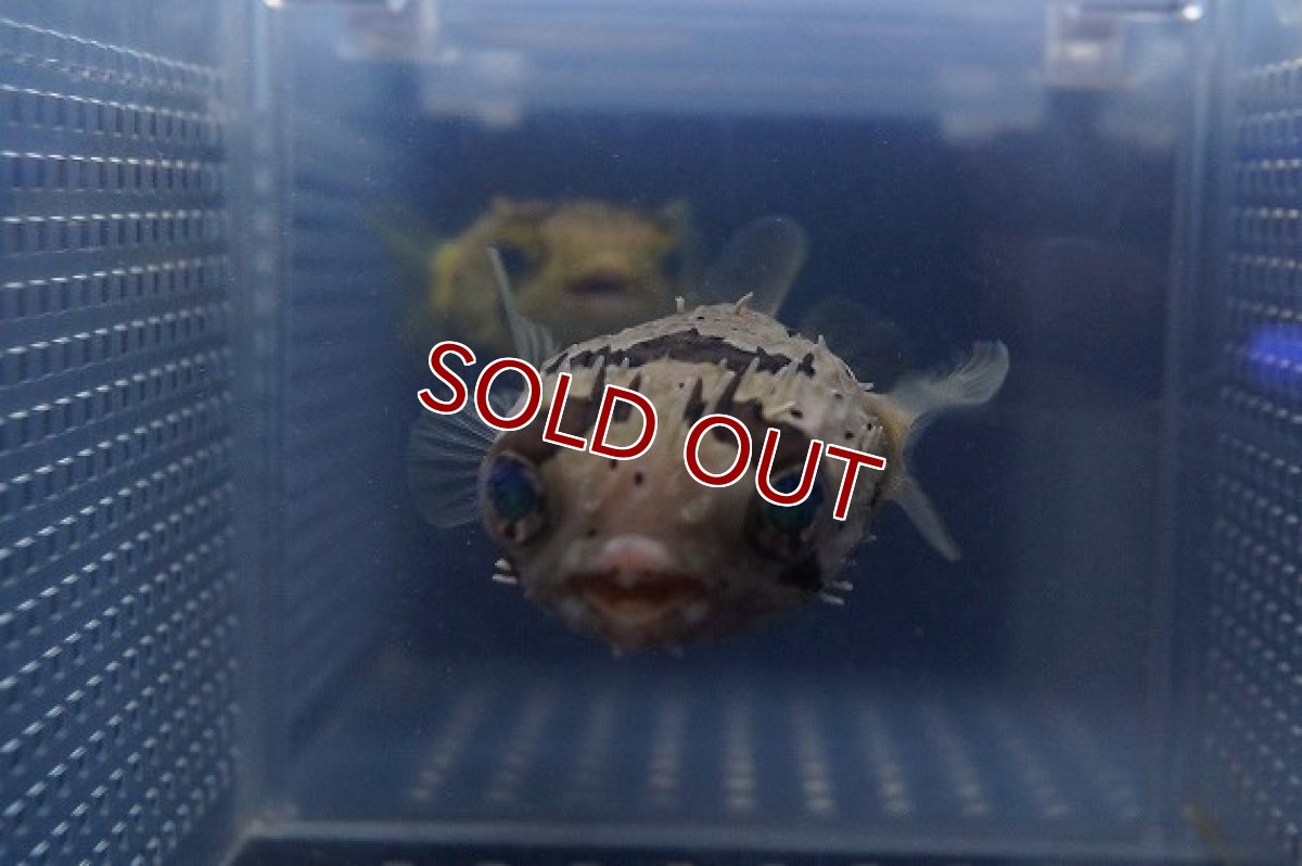 画像3: 【海水魚】ハリセンボン （SMサイズ)(1匹)±5-7cm前後(サンプル画像）（生体）(海水魚)（サンゴ） (3)