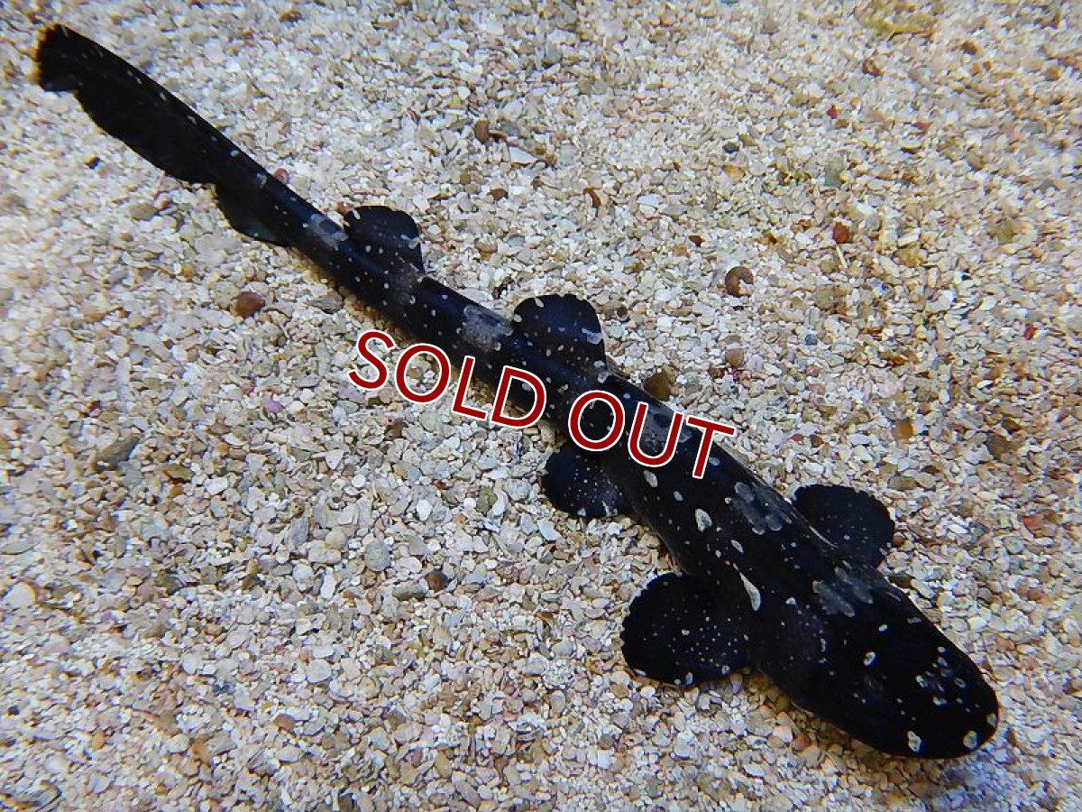 画像2: 【海水魚】シロホシテンジクザメ(1匹)±15-20ｃｍ(サンプル画像）（生体）(海水魚)（サンゴ） (2)
