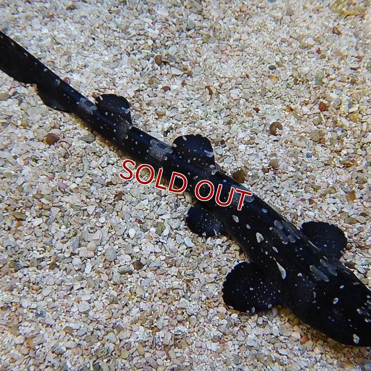 画像3: 【海水魚】シロホシテンジクザメ(1匹)±15-20ｃｍ(サンプル画像）（生体）(海水魚)（サンゴ） (3)