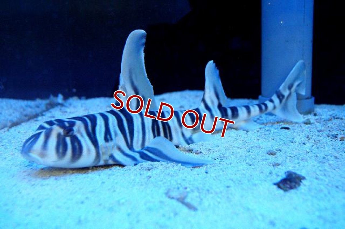 画像2: 【海水魚・サメ】カッコいい♪ゼブラホーンシャーク【1匹】（±35-40cm）（サンプル画像）（生体）(海水魚) (2)