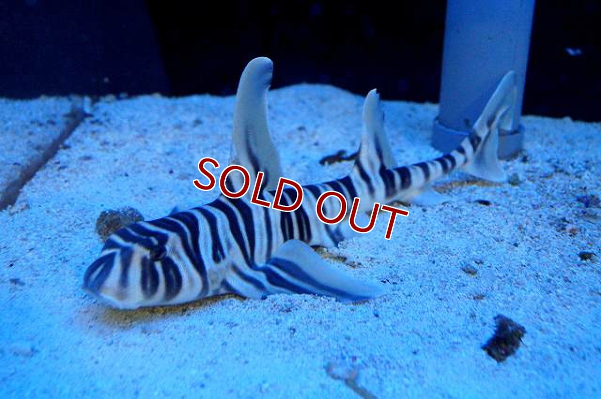 画像3: 【海水魚・サメ】カッコいい♪ゼブラホーンシャーク【1匹】（±35-40cm）（サンプル画像）（生体）(海水魚) (3)