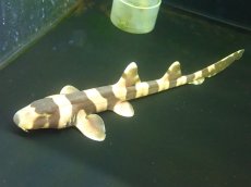 画像1: 【海水魚・サメ】【通販】イヌザメ（MLーLサイズ）【1匹】（±25-35cm） (サンプル画像）（生体）(海水魚) (1)