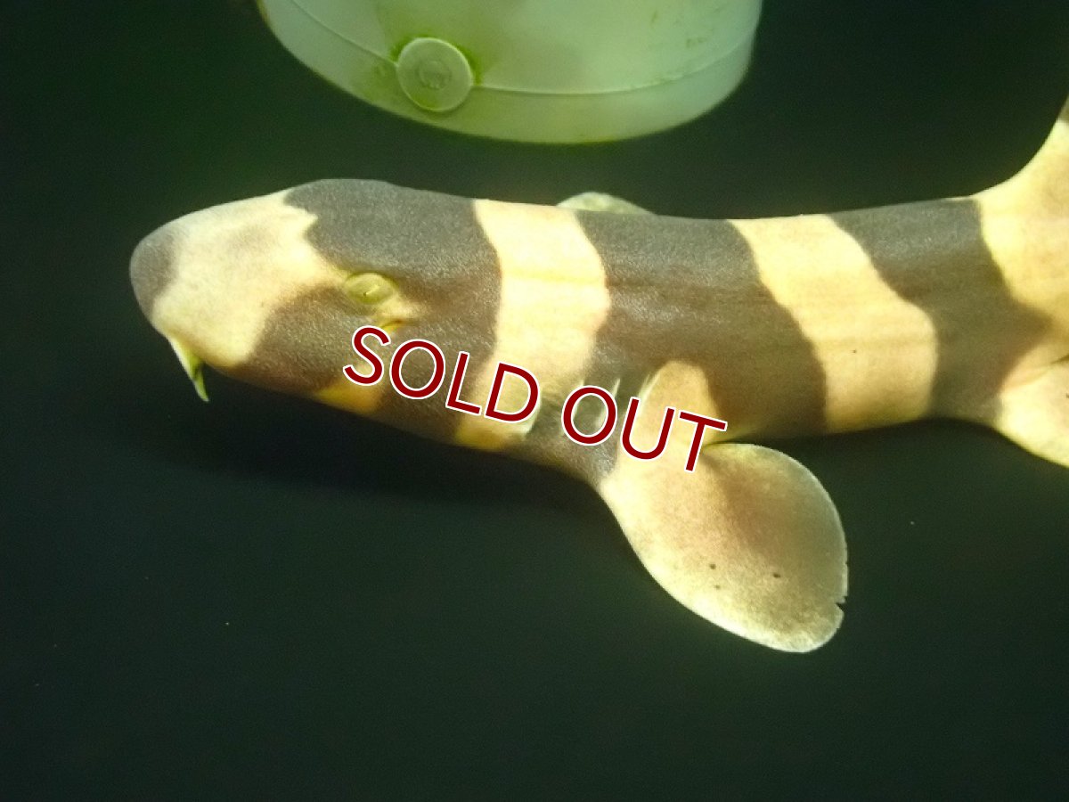 画像2: 【海水魚・サメ】イヌザメ（MLーLサイズ）【1匹】（±25-35cm） (サンプル画像）（生体）(海水魚) (2)