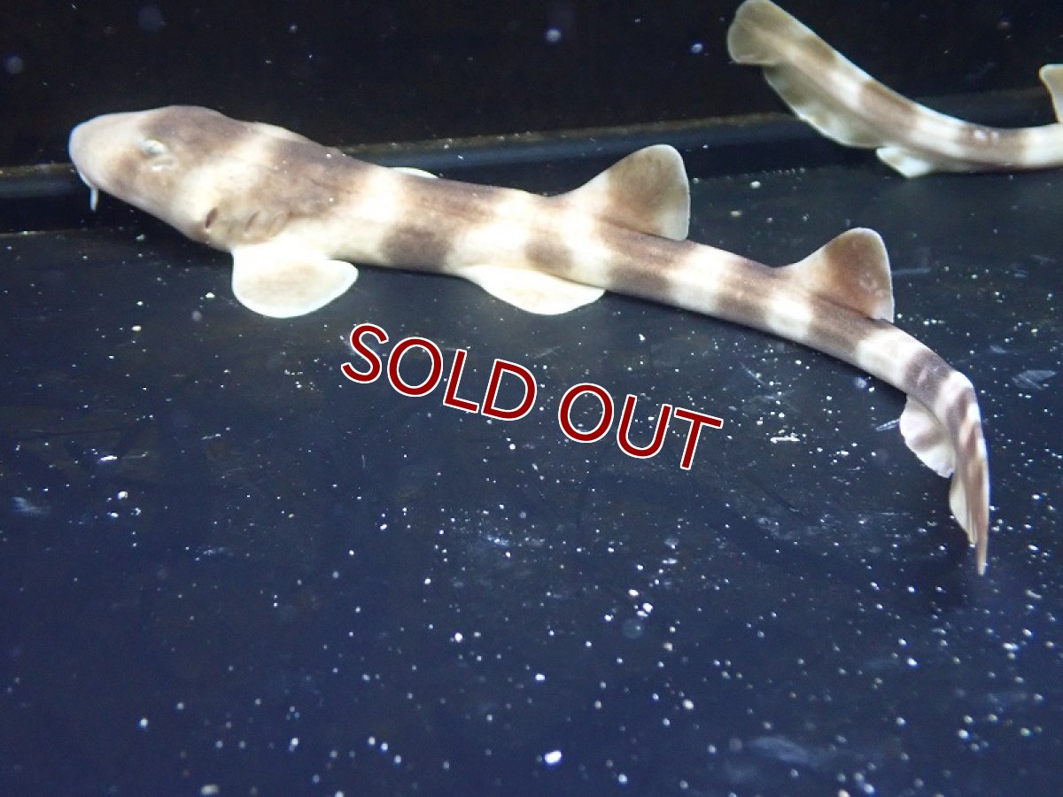 画像1: 【海水魚・サメ】【通販】シマザメ（SMサイズ）(1匹)（±25-30cm）（サンプル画像）（生体）(海水魚) (1)