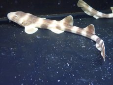 画像1: 【海水魚・サメ】【通販】シマザメ（SMサイズ）(1匹)（±25-30cm）（サンプル画像）（生体）(海水魚) (1)