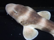 画像2: 【海水魚・サメ】【通販】シマザメ（SMサイズ）(1匹)（±25-30cm）（サンプル画像）（生体）(海水魚) (2)