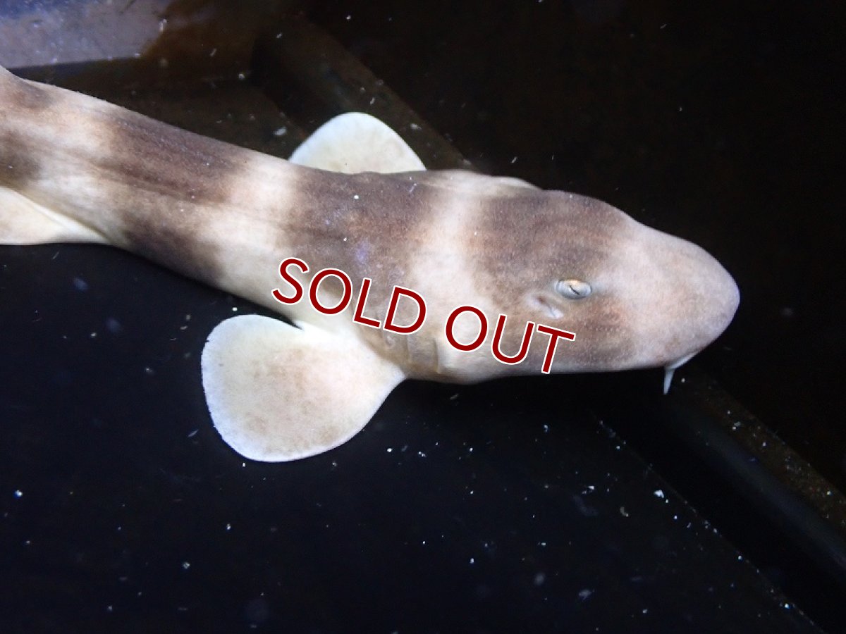 画像3: 【海水魚・サメ】【通販】シマザメ（SMサイズ）(1匹)（±25-30cm）（サンプル画像）（生体）(海水魚) (3)