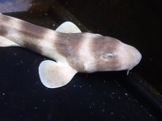 画像3: 【海水魚・サメ】【通販】シマザメ（SMサイズ）(1匹)（±25-30cm）（サンプル画像）（生体）(海水魚) (3)